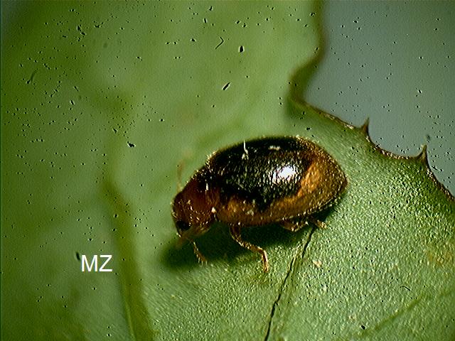 Minuscolo Coccinellidae...